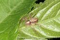 Philodromus_aureolus_D4888_Z_90_Les Gris_Frankrijk